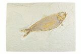 Detailed Fossil Fish (Knightia) - Wyoming #369529-1